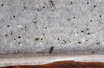 Insekten Monitoring Papierabklebung mit Ausschlupflöchern